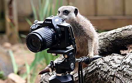 meerkat-MEERKAT.jpg