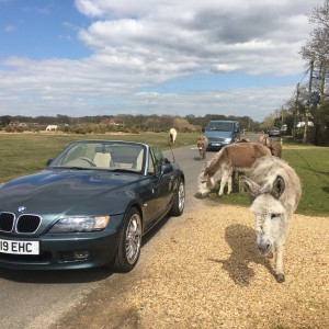 Sunny day in New forest