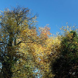 Autumn Colours Cruise, 27 Oct 2019