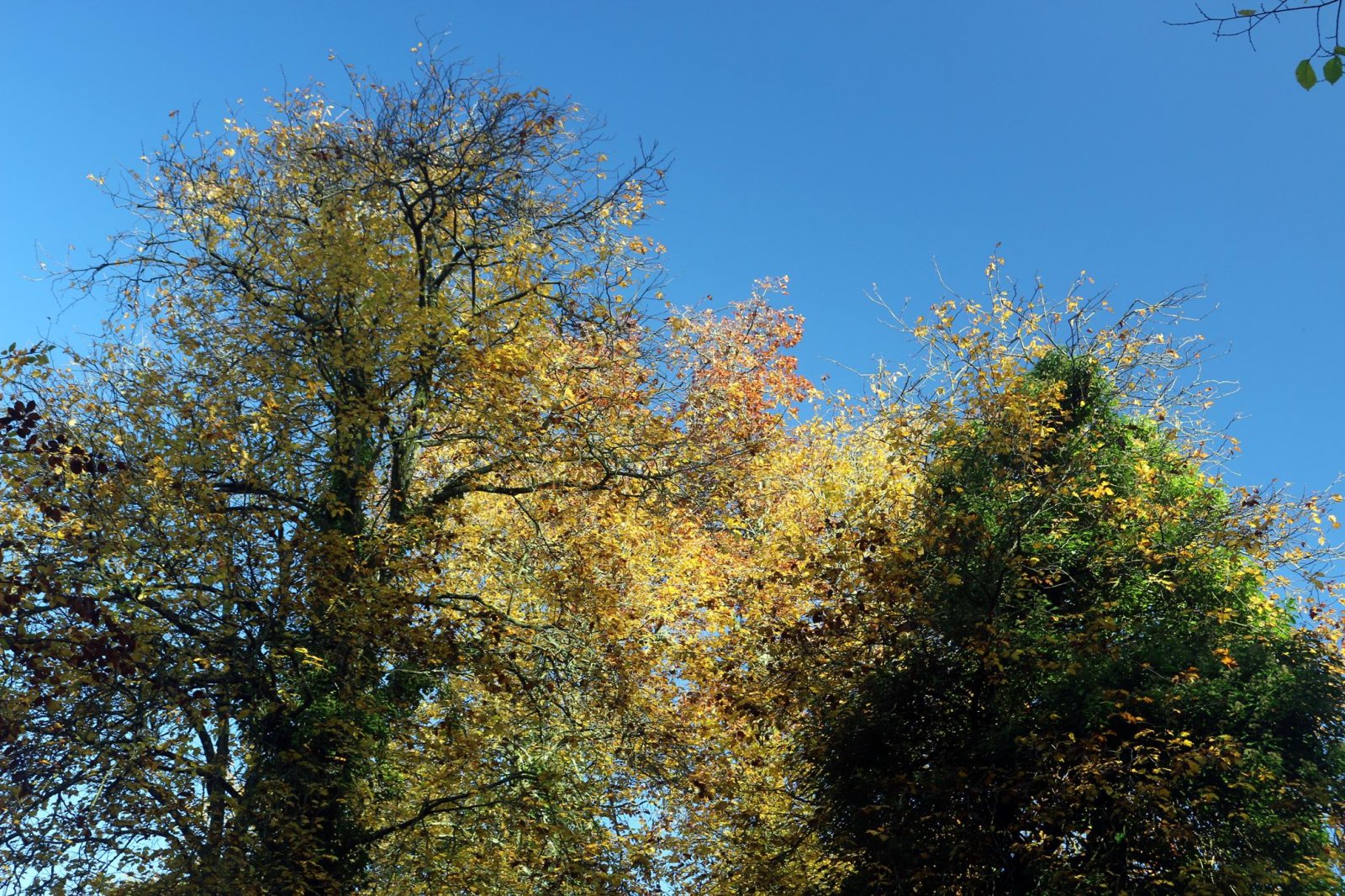 Autumn Colours Cruise, 27 Oct 2019