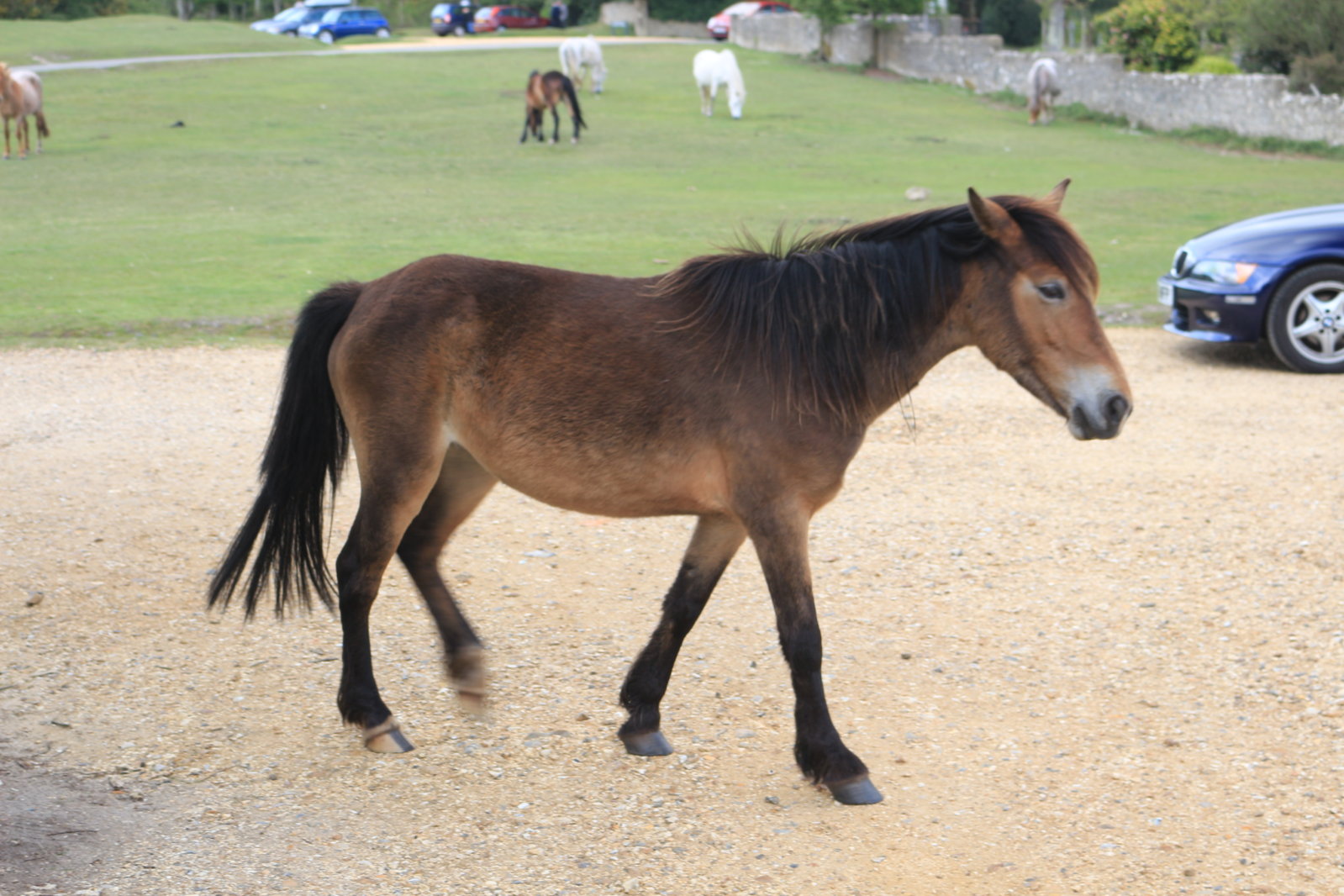 New Forest Cruise - 10 May 2015