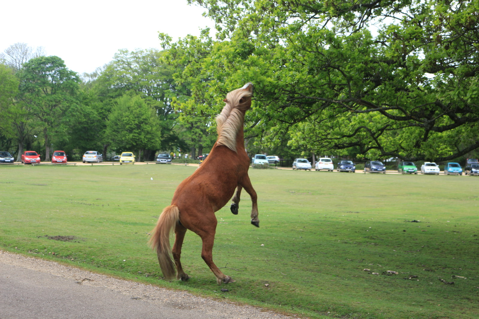 New Forest Cruise - 10 May 2015