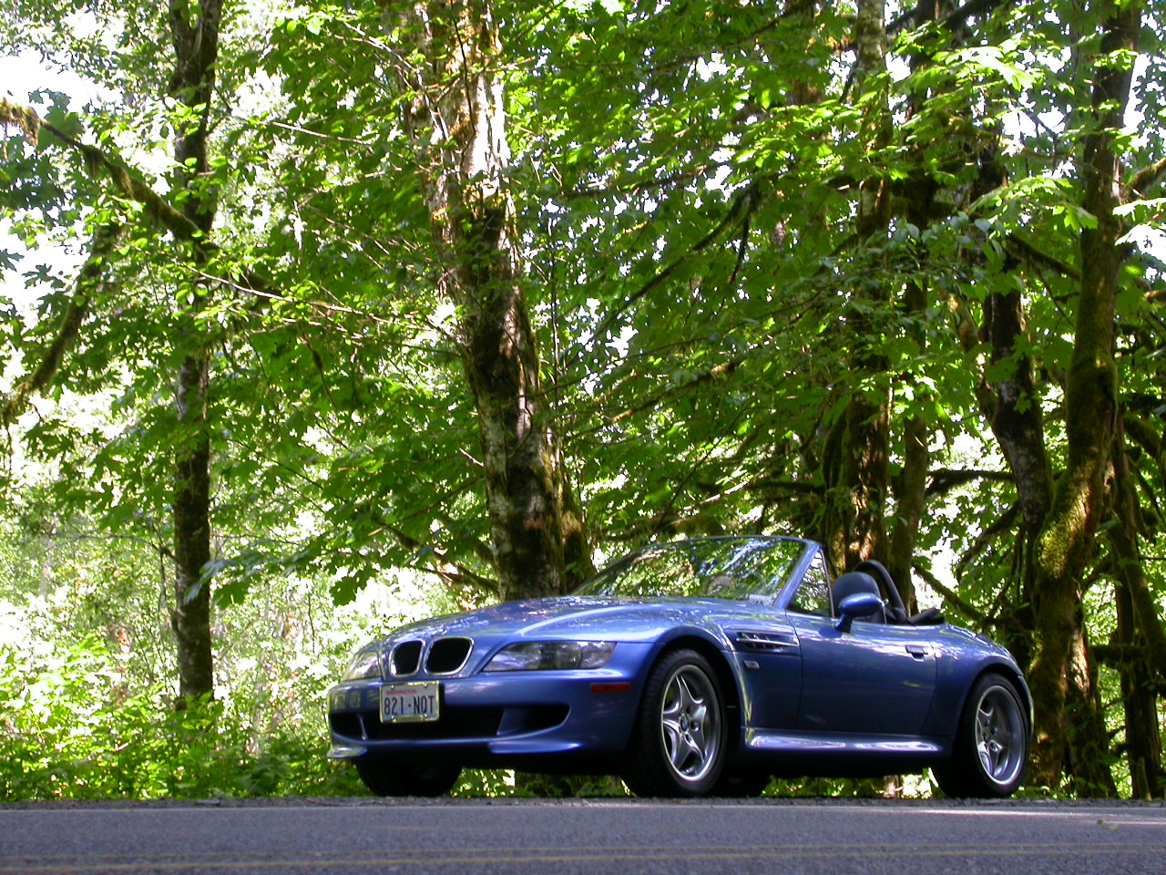 Summer Run in the Forest